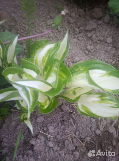 Хоста и примулы