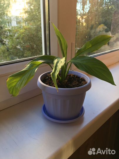 Цветок *женское счастье*