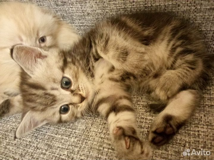 Шотландская вислоухая кошка,котята