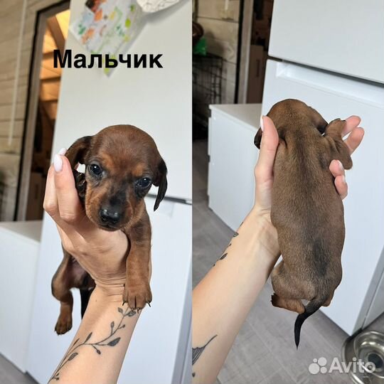 Щенки таксы