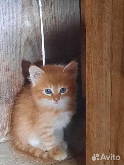 Котята в дар