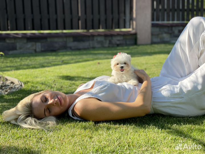 Мальтипу f1 mini