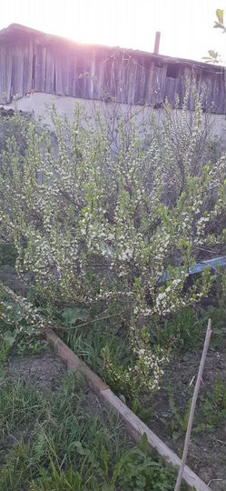 Участок 17 сот. (ИЖС)