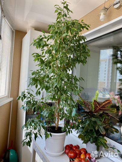 Фикус бенджамина