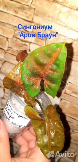 Сингониумы сортовые