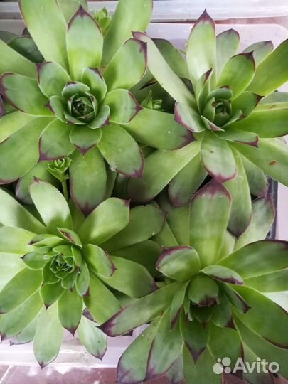 Молодило каменная роза