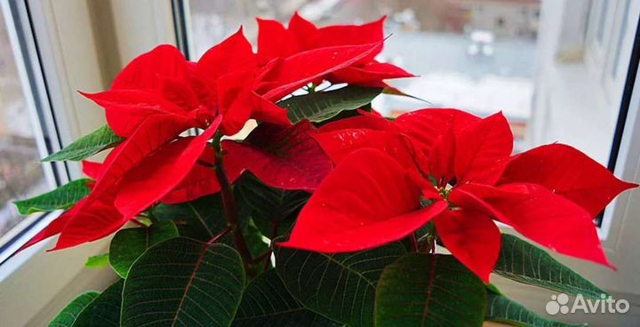 Пуансеттия (Рождественская звезда)