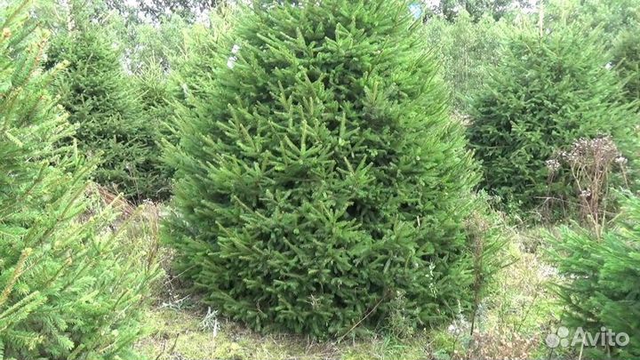 Сосна от 1м до 3,5м оптом и в розницу