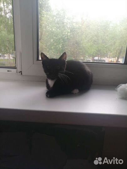 Кошки в добрые руки бесплатно