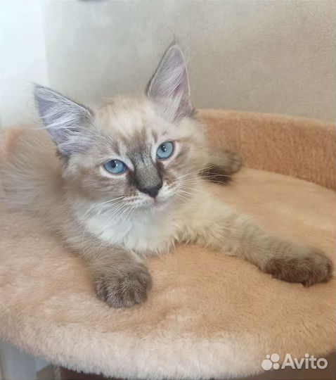 Невские маскарадные котята