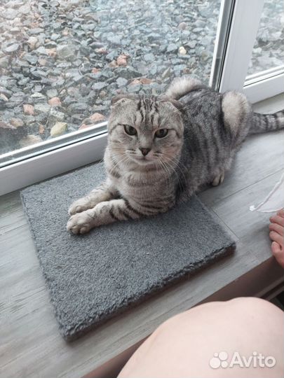 Кот Оскар в добрые руки