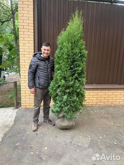 Туя Смарагд 2-2,2 м