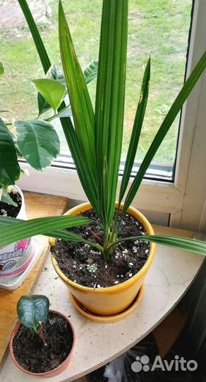 Финиковая пальма