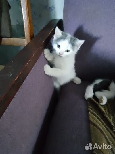 Котята в дар