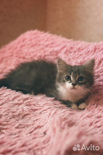 Котенок в добрые руки