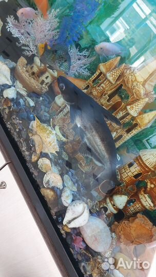 Отдам в добрые руки сом акулий