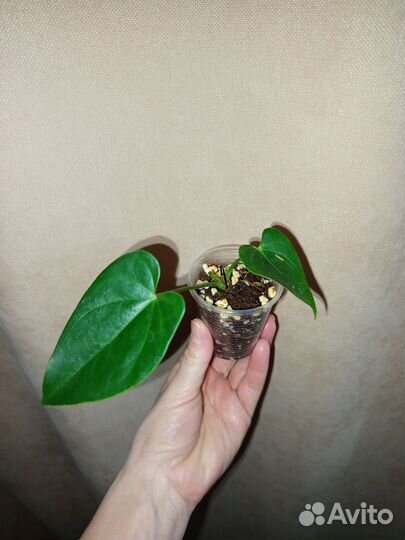 Антуриум Юта старый голландский сорт