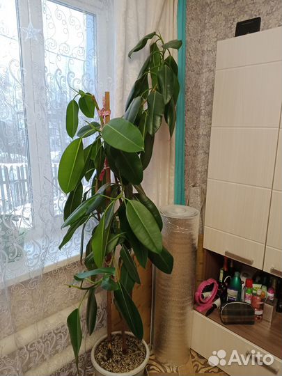 Продам фикус