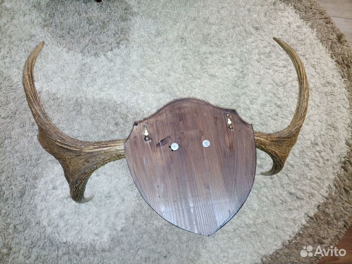 Рога на медальёне