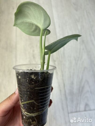 Сциндапсус платинум