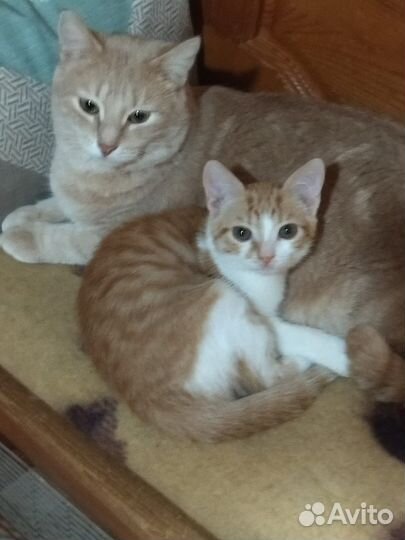 Котята 4 мес. ищут дом