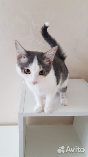 Котик Тимошка