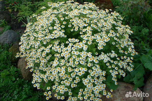 Многолетние садовые растения