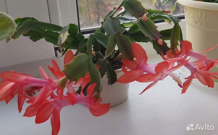 Декабрист (шлюмбергера)