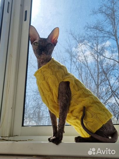 Одежда для кошек #одеждадлясфинксов