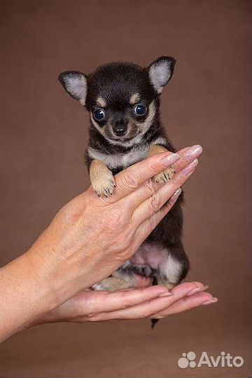 Щенки чихуахуа большой выбор окрасов