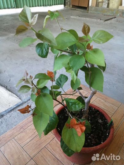 Домашние цветы