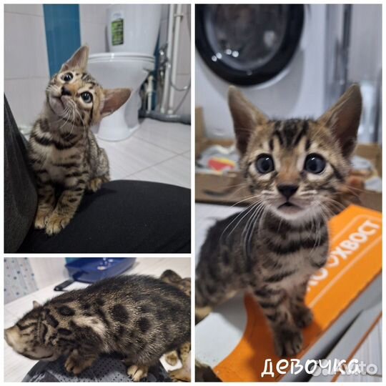Бенгальские котята