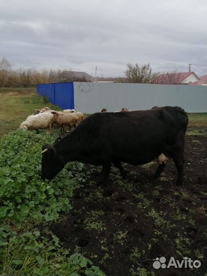 Корова стельная дойная