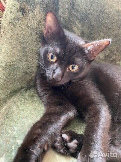 Черный котенок бесплатно