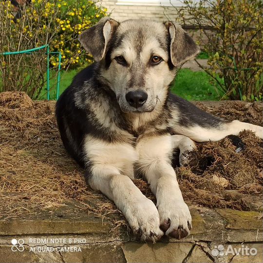 Пять мальчиков братья