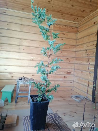 Саженцы хвойных растений
