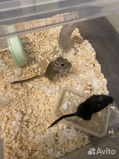 Мышь песчанка