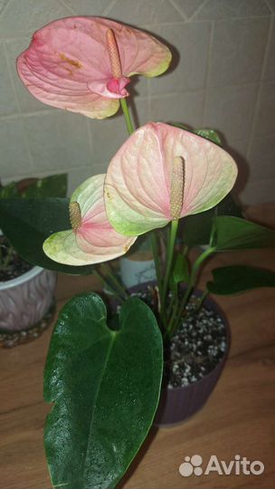 Антуриум Sweet Dream