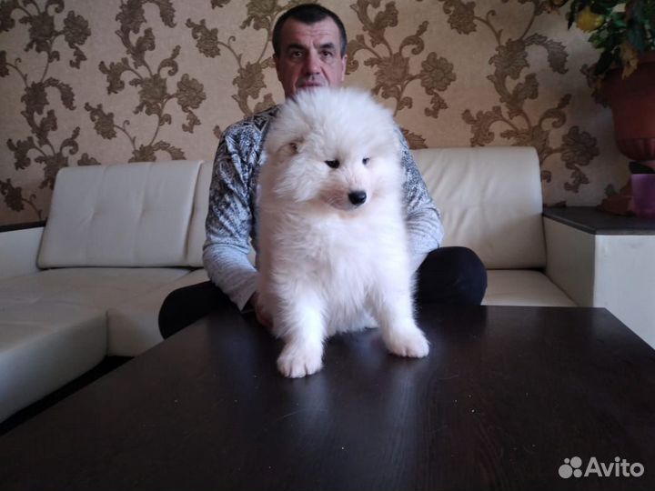 Щенки самоеда-талисман на счастье