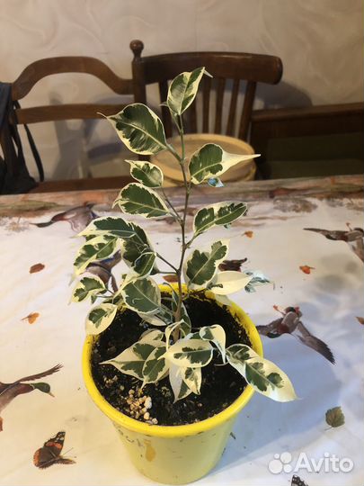 Фикус бенджамина пестролистный