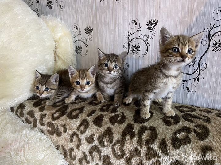 Кошки в добрые руки