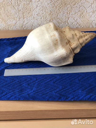 Большая морская раковина Турбинелла(25см)