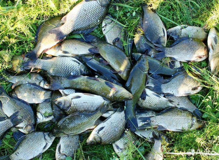 Свежая рыба