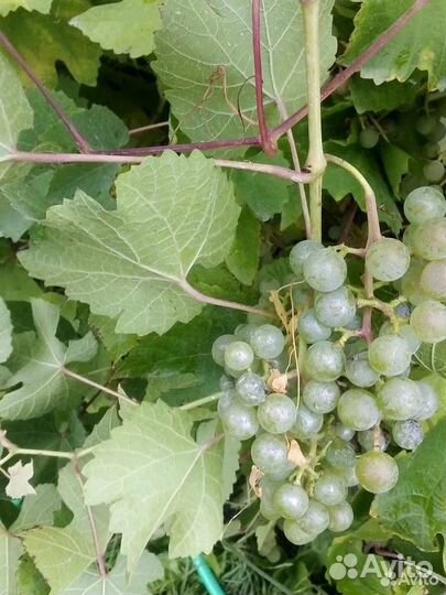 Саженцы, черенки винограда