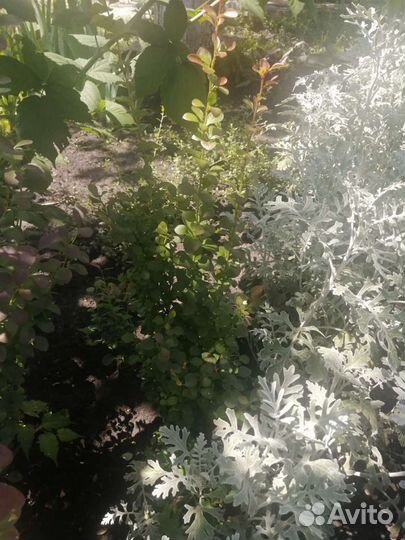 Саженцы барбариса