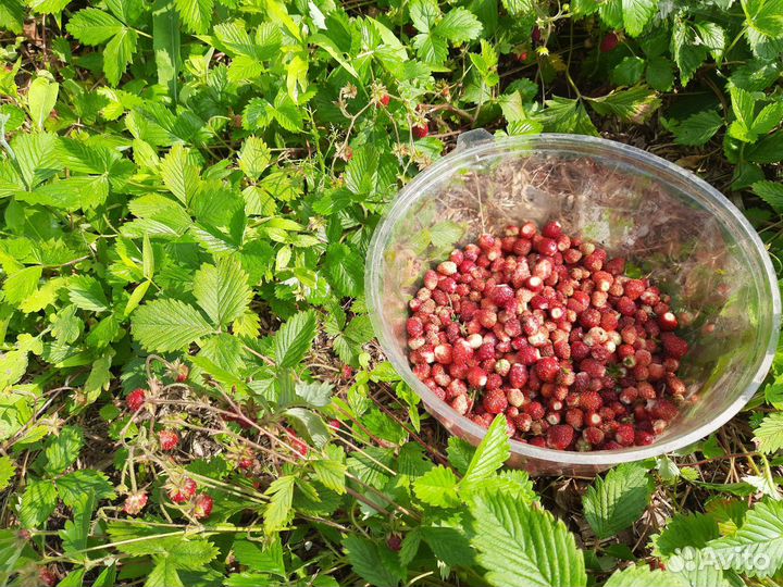 Рассада земляники,клубники