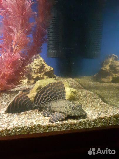 Сом птеригоплихт