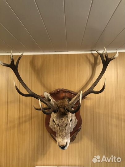 Чучело животных