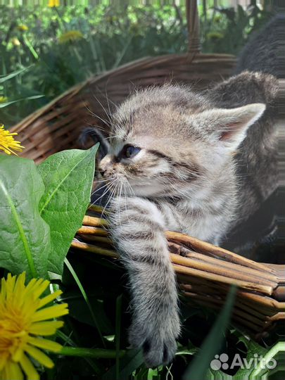 Кошки в добрые руки сфинкс
