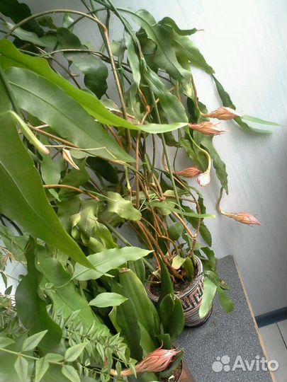 Эпифиллум оксипеталум